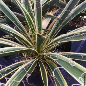 YUCCA recurvifolia Banana Split - Vente YUCCA recurvifolia Banana